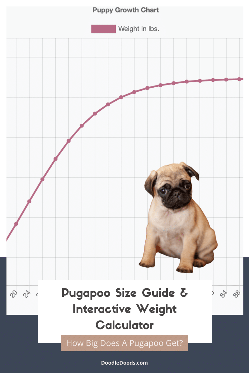 Pugapoo Size Chart
