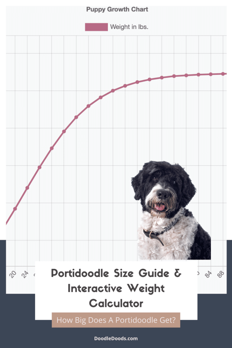 Swiss Doodle Size Chart + Interactive Weight Calculator - Doodle Doods
