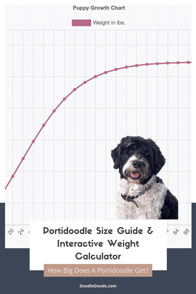 Portidoodle Size Chart