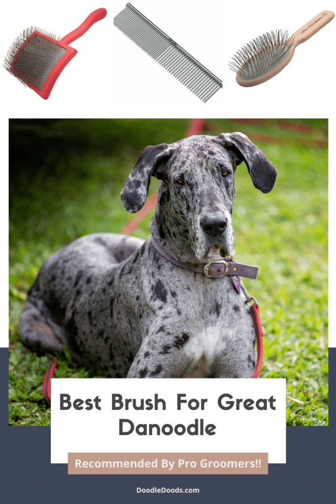 Best Brush for Great Danoodle