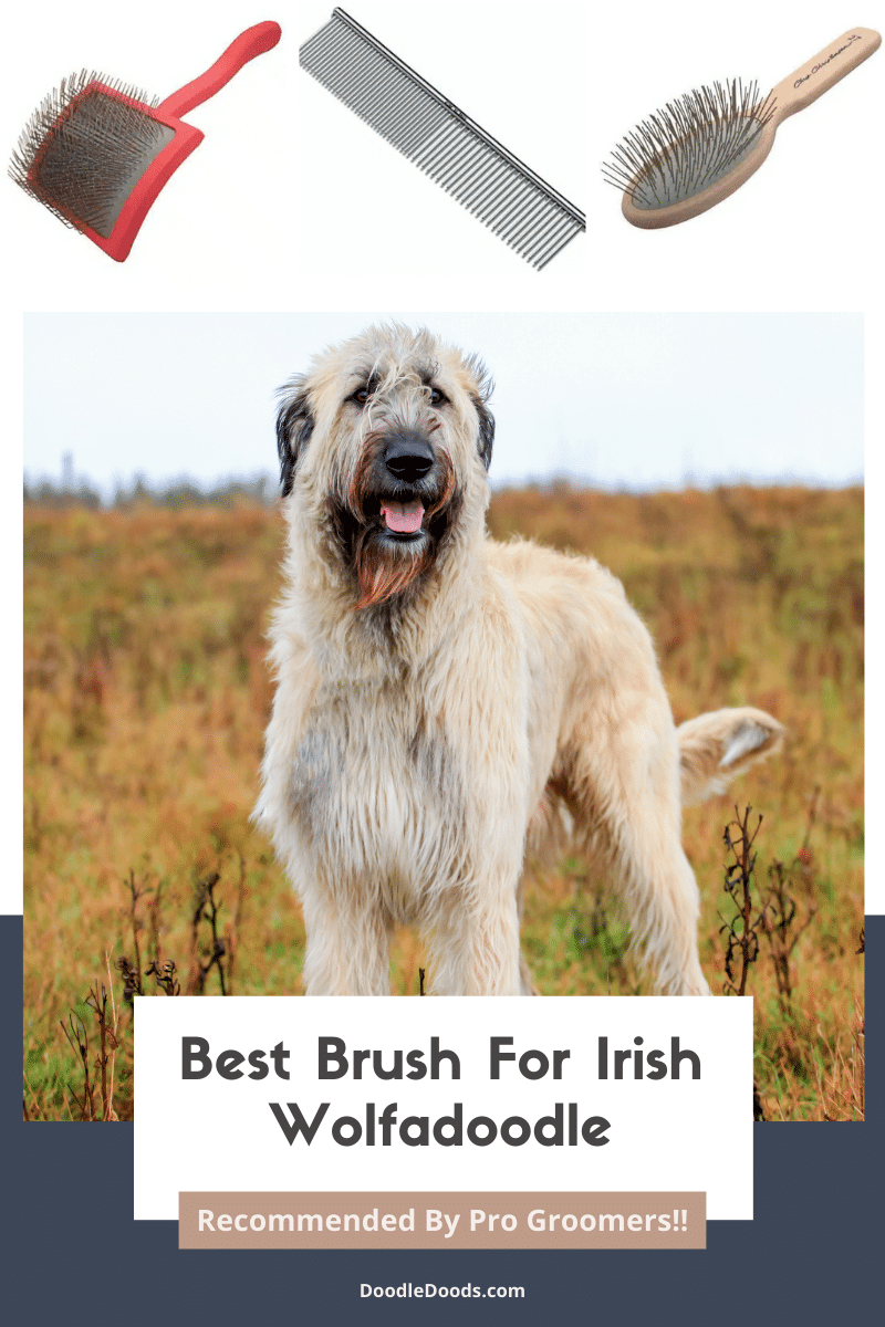 Best Brush For Irish Wolfadoodle