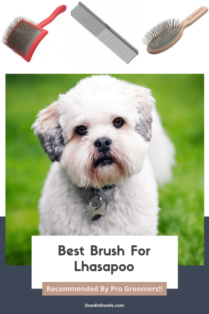 Best Brush For Lhasapoo
