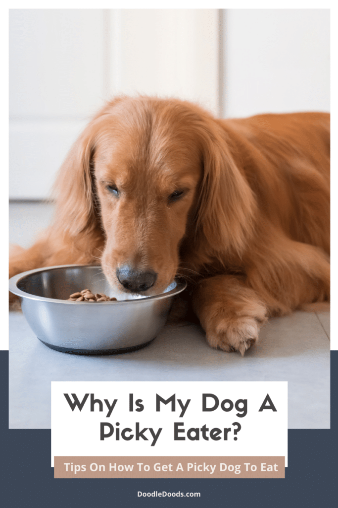 Why Is My Dog A Picky Eater?