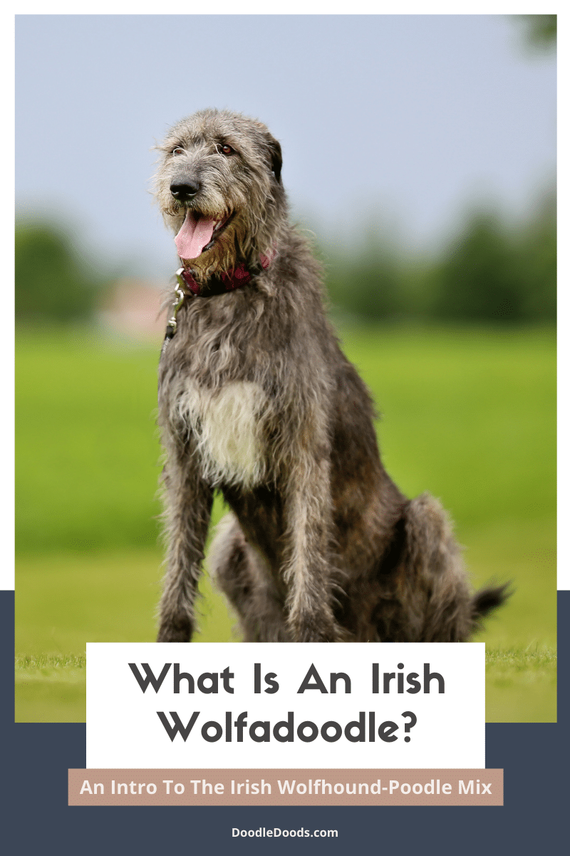 Irish Wolfadoodle 101