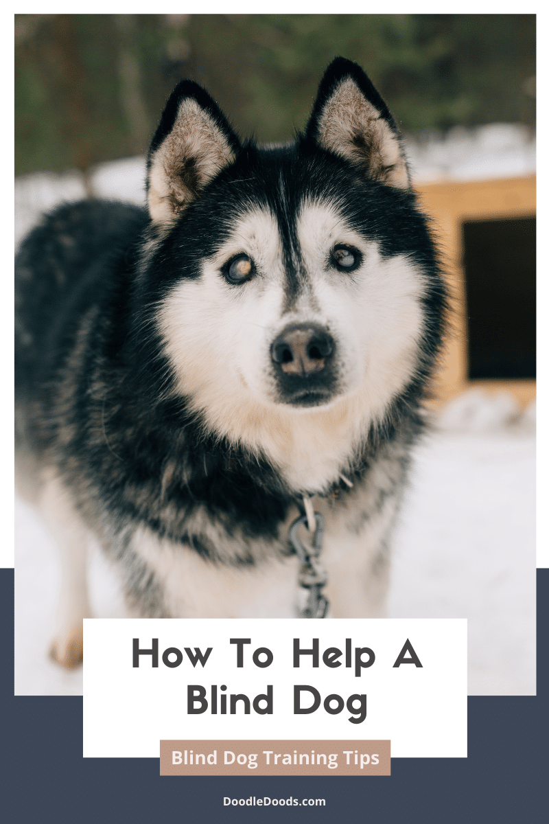 How To Help A Blind Dog