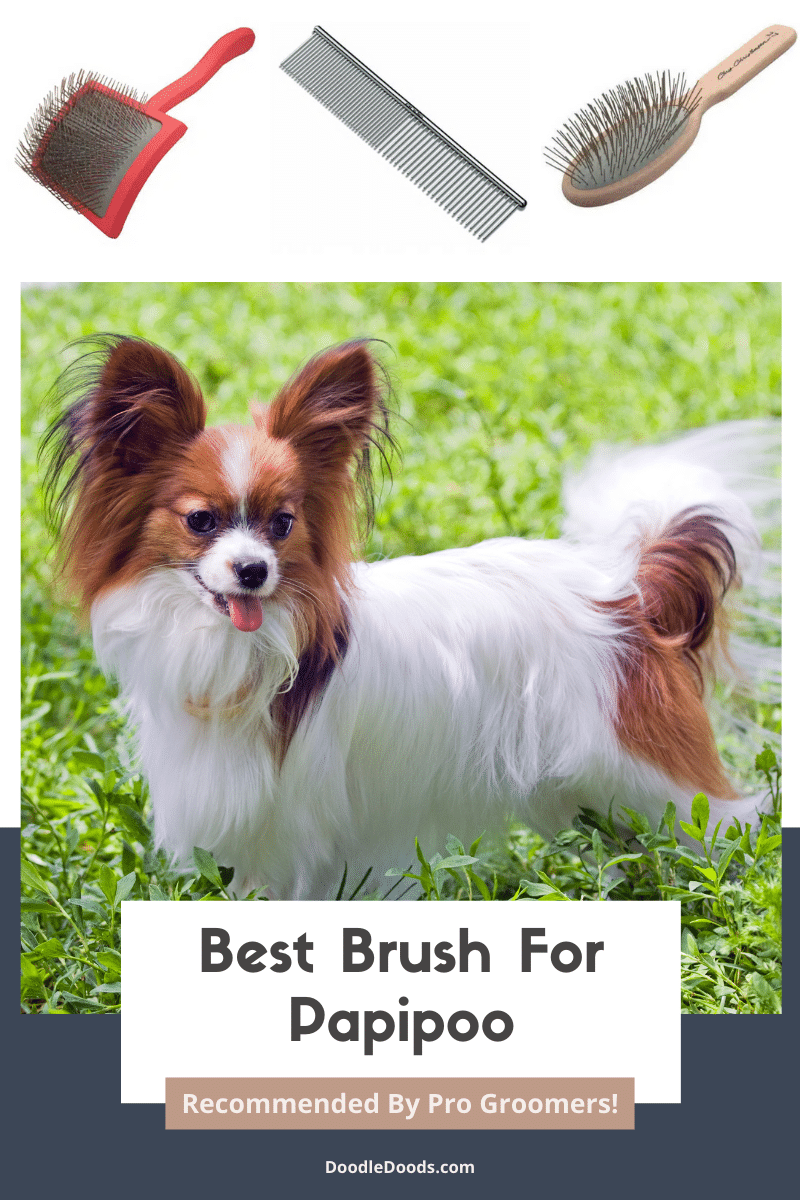 Best Brush For Papipoo
