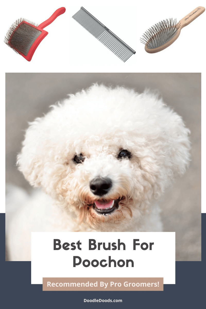 Best Brush For A Poochon