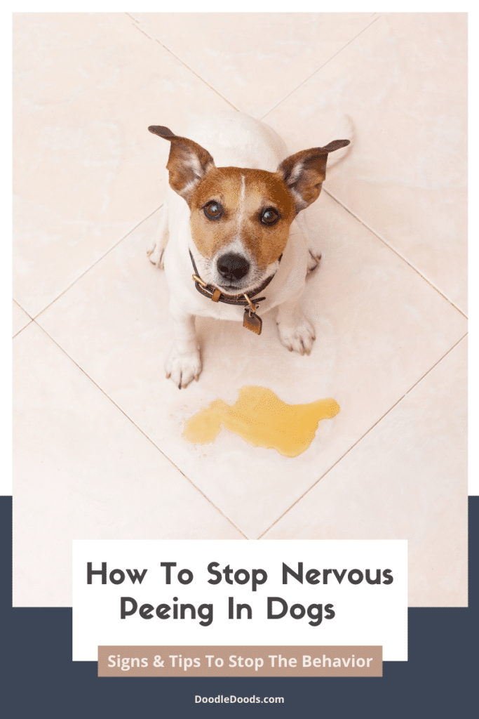 How To Stop Nervous Peeing In Dogs