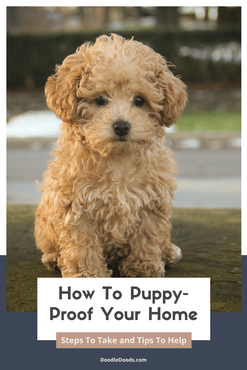 How To Puppy - Proof Your Home