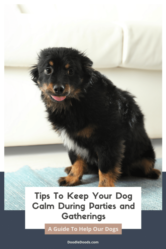 Tips To Keep Your Dog Calm During Parties and Gatherings