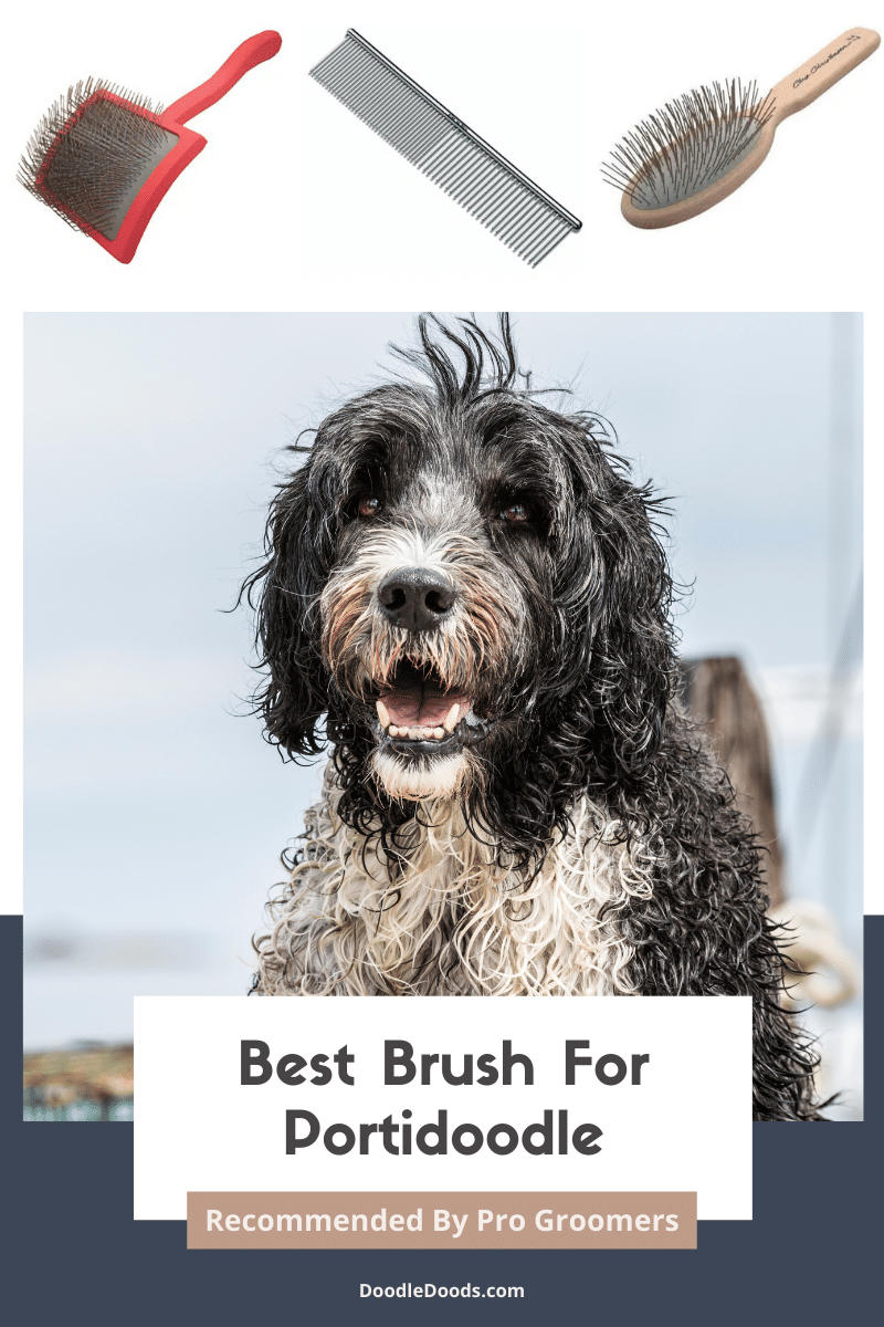 Best Brush For Portidoodle