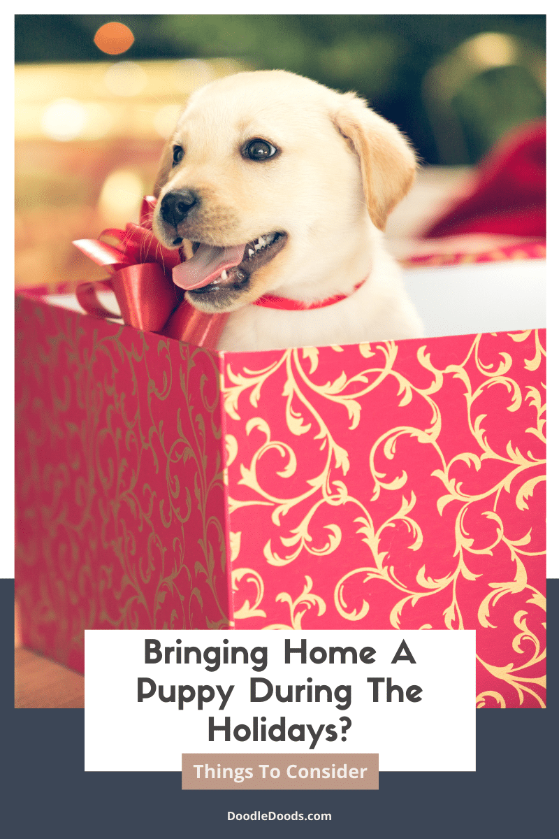 Bringing Home A Puppy During The Holiday?