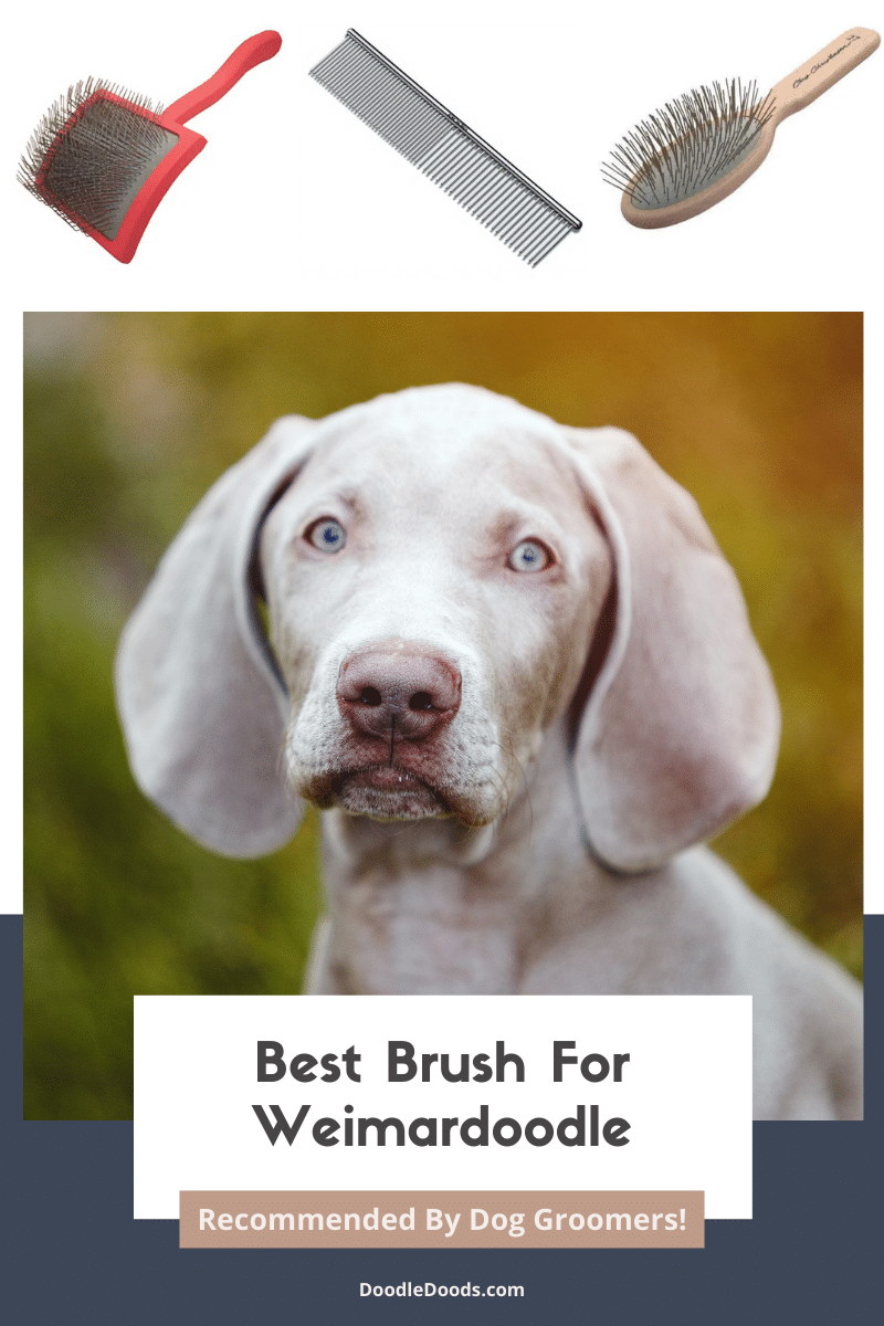Best Brush for Weimardoodles