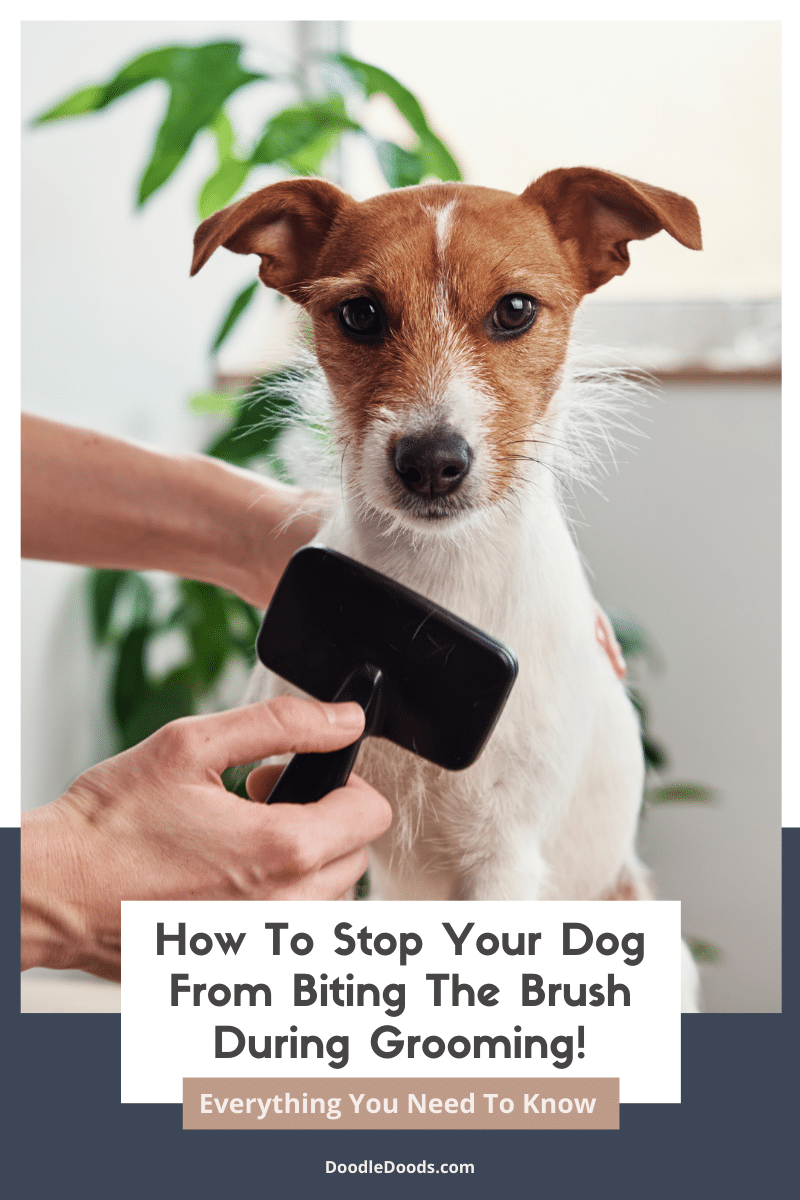 How To Stop Your Dog From Biting The Brush During Grooming