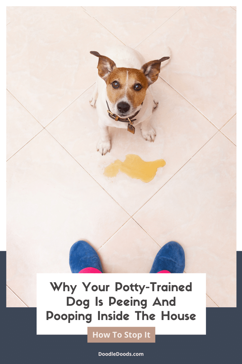 Why Your Potty-Trained Dog Is Peeing & Pooping Inside The House