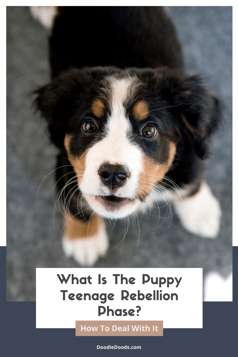 How Deal With The Puppy Teenage Rebellion Phase?