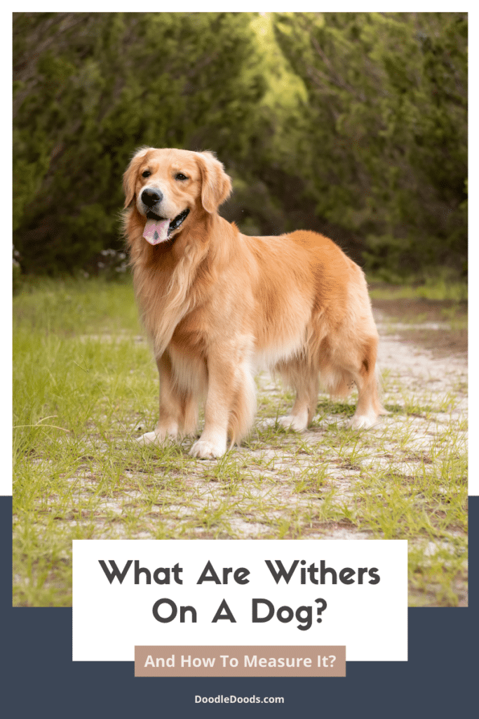What Are Withers On A Dog?
