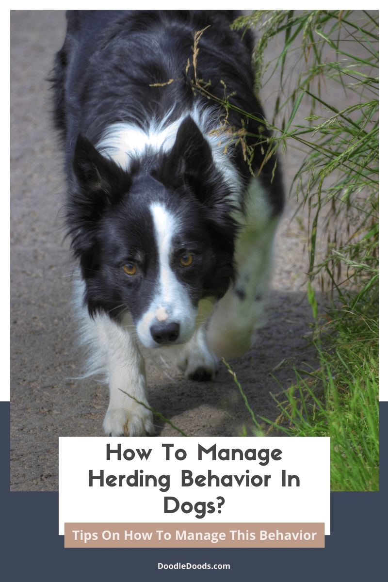How To Manage Herding Behavior In Dogs?