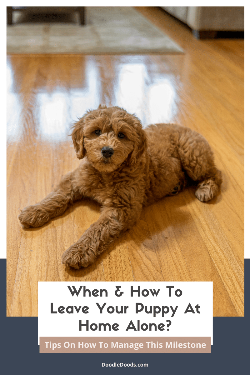When & How To Leave Your Puppy At Home Alone?