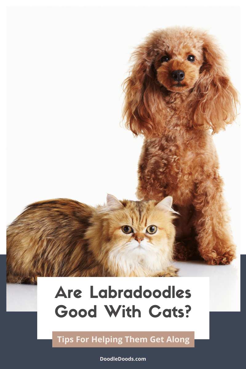 Labradoodles & Cats