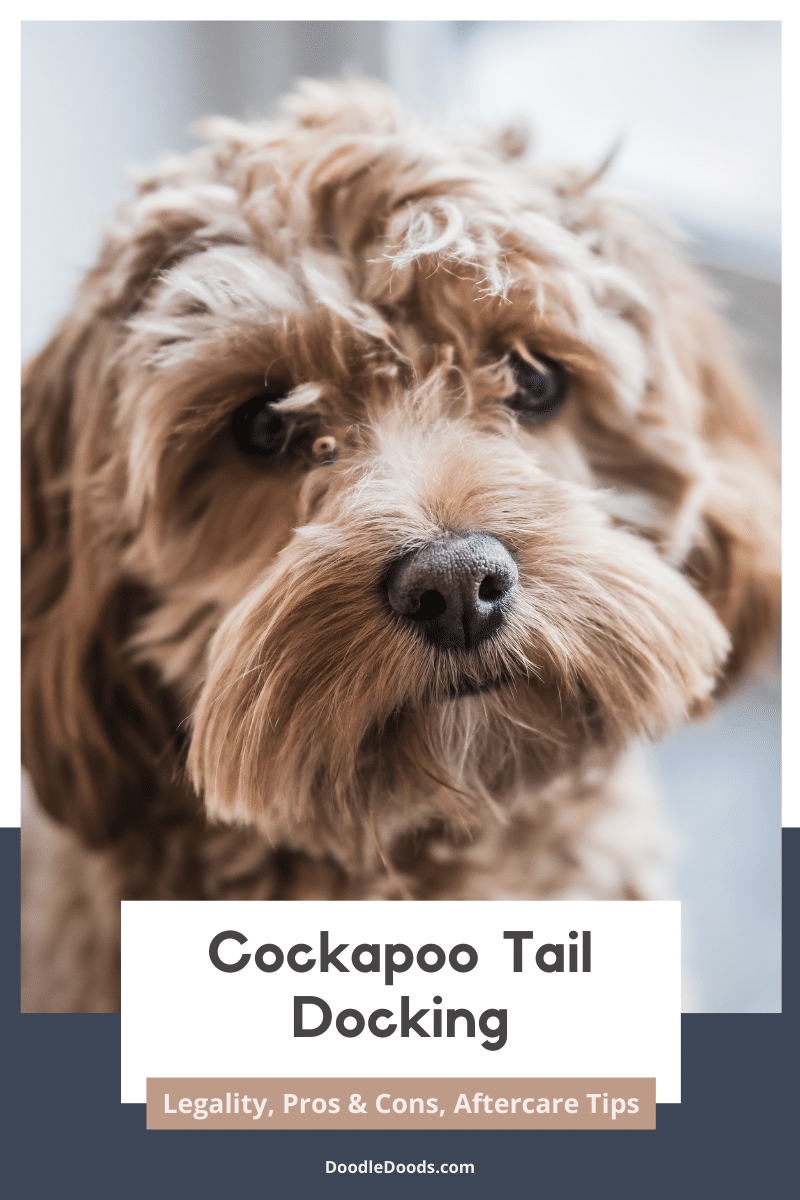 Cockapoo Tail Docking