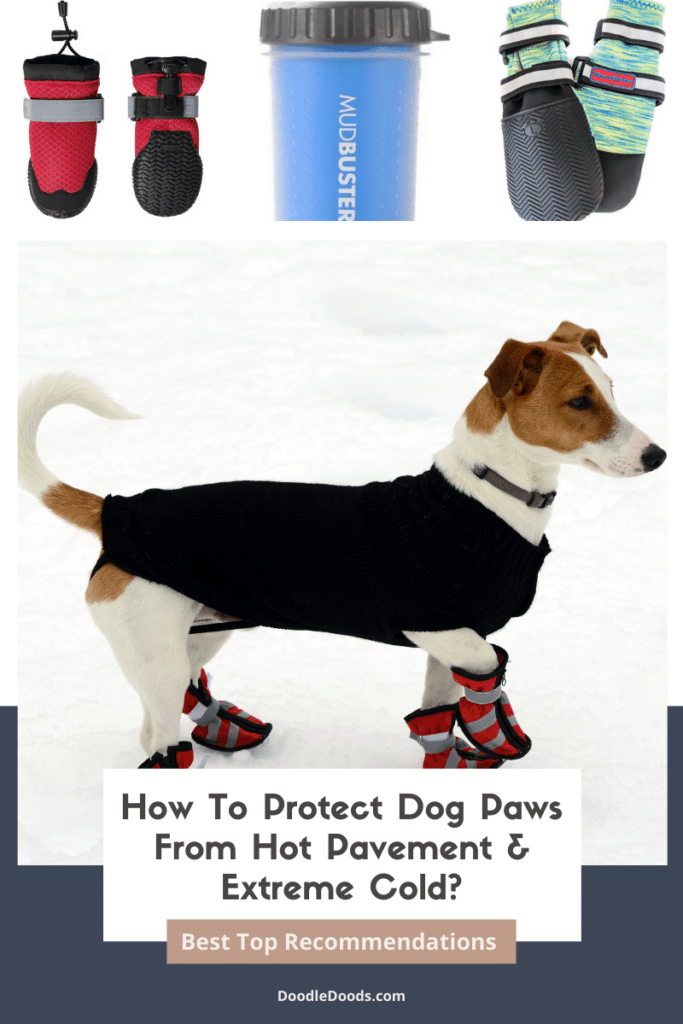 How To Protect Dog Paws From Hot Pavement & Extreme Cold?